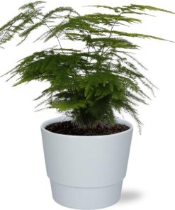 Asparagus Setaceus – Ø12cm – ↕28cm + Pot Basic D14,5x12cm – Weiß