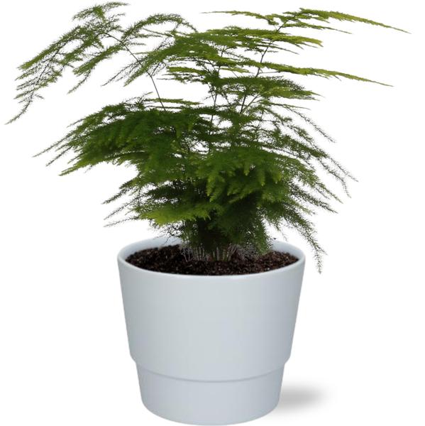 Asparagus Setaceus – Ø12cm – ↕28cm + Pot Basic D14,5x12cm – Weiß