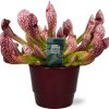 Sarracenia Scarlet Belle – Ø12cm – ↕40cm + Pot Basic D14,5x12cm – Bordeaux