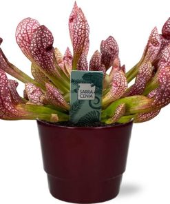 Sarracenia Scarlet Belle – Ø12cm – ↕40cm + Pot Basic D14,5x12cm – Bordeaux