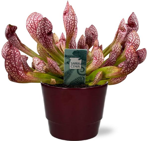 Sarracenia Scarlet Belle – Ø12cm – ↕40cm + Pot Basic D14,5x12cm – Bordeaux