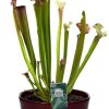 Sarracenia Judith Hindle – Ø12cm – ↕30cm + Pot Basic D14,5x12cm – Bordeaux