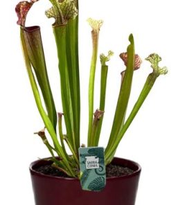 Sarracenia Judith Hindle – Ø12cm – ↕30cm + Pot Basic D14,5x12cm – Bordeaux