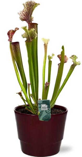 Sarracenia Judith Hindle – Ø12cm – ↕30cm + Pot Basic D14,5x12cm – Bordeaux