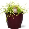 Drosera Capensis Wit – Ø12cm – ↕17cm + Pot Basic D14,5x12cm – Bordeaux Drosera Capensis Wit – Ø12cm – ↕17cm + Pot Basic D14,5x12cm – Bordeaux