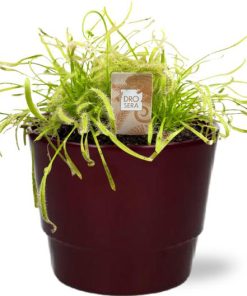 Drosera Capensis Wit – Ø12cm – ↕17cm + Pot Basic D14,5x12cm – Bordeaux