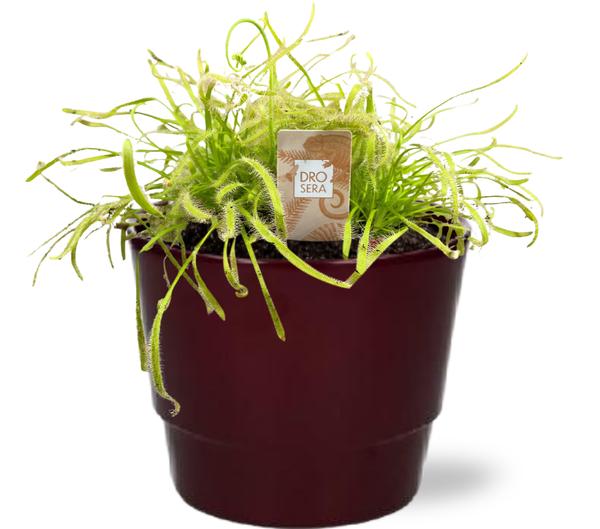 Drosera Capensis Wit – Ø12cm – ↕17cm + Pot Basic D14,5x12cm – Bordeaux