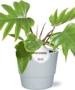 Philodendron Mayoi – Ø15cm – ↕35cm + Pot Basic D16x13,5cm – Weiß