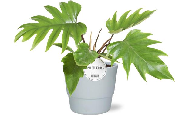 Philodendron Mayoi – Ø15cm – ↕35cm + Pot Basic D16x13,5cm – Weiß