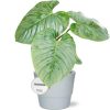 Philodendron Sodiroi – Ø15cm – ↕45cm + Pot Basic D16x13,5cm – Weiß