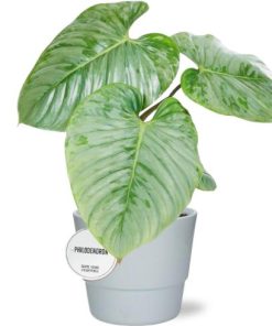 Philodendron Sodiroi – Ø15cm – ↕45cm + Pot Basic D16x13,5cm – Weiß