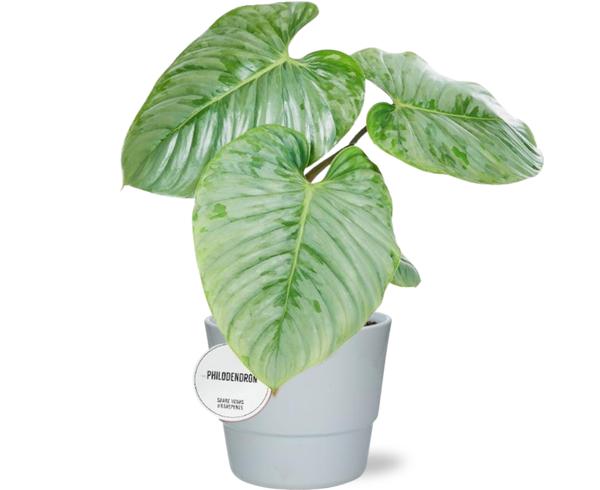 Philodendron Sodiroi – Ø15cm – ↕45cm + Pot Basic D16x13,5cm – Weiß