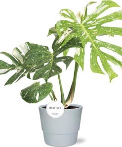 Monstera Thai Constellation – Ø15cm – ↕40-50cm + Pot Basic D16x13,5cm – Weiß