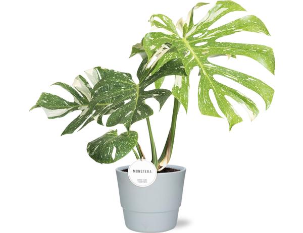 Monstera Thai Constellation – Ø15cm – ↕40-50cm + Pot Basic D16x13,5cm – Weiß