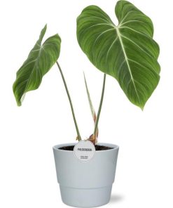 Philodendron Gloriosum – Ø15cm – ↕45cm + Pot Basic D16x13,5cm – Weiß