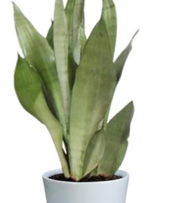 Sansevieria Moonshine – Ø17cm – ↕60cm + Pot Basic D18x15cm – Weiß