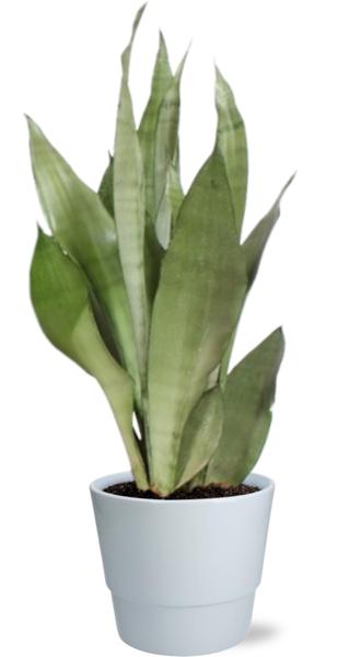 Sansevieria Moonshine – Ø17cm – ↕60cm + Pot Basic D18x15cm – Weiß