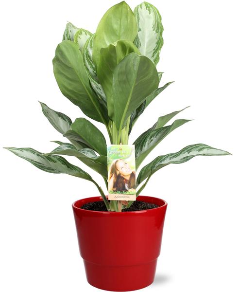 Aglaonema Silver Bay – Ø17cm – ↕55cm + Pot Basic D18x15cm – Rot