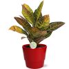 Codiaeum Petra – Ø17cm – ↕45cm + Pot Basic D18x15cm – Rot