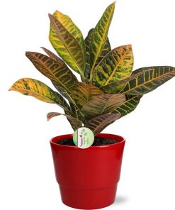 Codiaeum Petra – Ø17cm – ↕45cm + Pot Basic D18x15cm – Rot