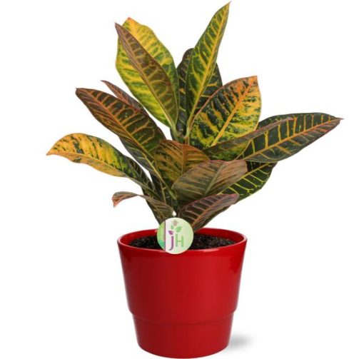 Codiaeum Petra - Ø17cm - ↕45cm + Pot Basic D18x15cm - Rot