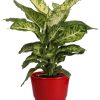 Dieffenbachia Mars – Ø17cm – ↕50cm + Pot Basic D18x15cm – Rot