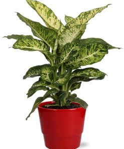 Dieffenbachia Mars – Ø17cm – ↕50cm + Pot Basic D18x15cm – Rot