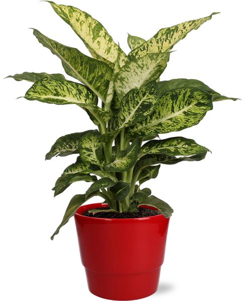 Dieffenbachia Mars – Ø17cm – ↕50cm + Pot Basic D18x15cm – Rot