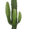 Euphorbia Acrurensis – Ø17cm – ↕50cm + Pot Basic D18x15cm – Rot