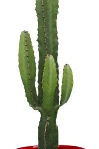 Euphorbia Acrurensis – Ø17cm – ↕50cm + Pot Basic D18x15cm – Rot