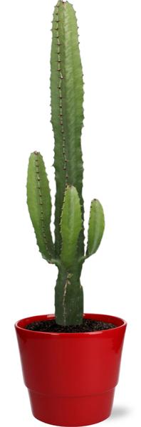 Euphorbia Acrurensis – Ø17cm – ↕50cm + Pot Basic D18x15cm – Rot