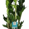 Zamioculcas Zamiifolia – Ø17cm – ↕70cm + Pot Basic D18x15cm – Rot