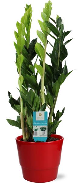 Zamioculcas Zamiifolia – Ø17cm – ↕70cm + Pot Basic D18x15cm – Rot