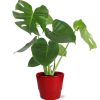 Monstera Deliciosa – Ø17cm – ↕55cm + Pot Basic D18x15cm – Rot