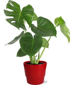 Monstera Deliciosa – Ø17cm – ↕55cm + Pot Basic D18x15cm – Rot