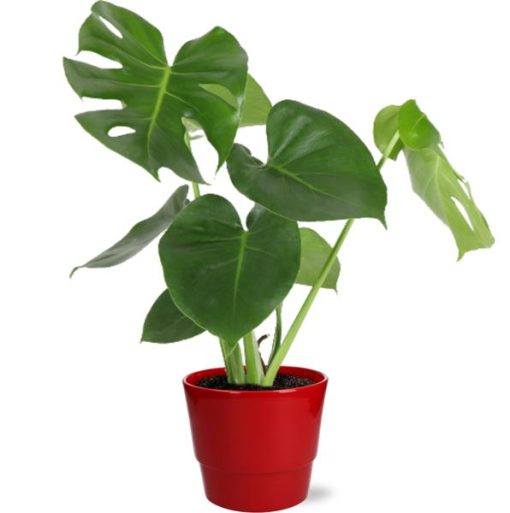 Monstera Deliciosa - Ø17cm - ↕55cm + Pot Basic D18x15cm - Rot