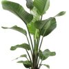 Strelitzia Nicolai – Ø21cm – ↕120cm + Pot Basic D22x19cm – Rot