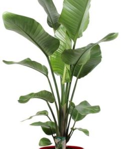 Strelitzia Nicolai – Ø21cm – ↕120cm + Pot Basic D22x19cm – Rot