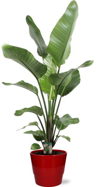 Strelitzia Nicolai – Ø21cm – ↕120cm + Pot Basic D22x19cm – Rot