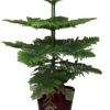 Araucaria Heterophylla – Ø21cm – ↕70cm + Pot Basic D22x19cm – Bordeaux