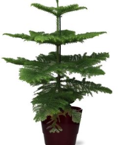 Araucaria Heterophylla – Ø21cm – ↕70cm + Pot Basic D22x19cm – Bordeaux