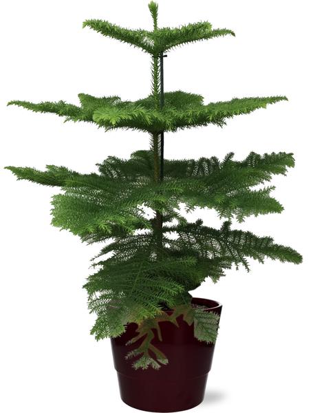 Araucaria Heterophylla – Ø21cm – ↕70cm + Pot Basic D22x19cm – Bordeaux