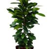 Ficus Cyathistipula – Ø21cm – ↕105cm + Pot Basic D22x19cm – Bordeaux