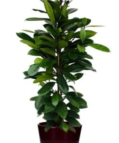 Ficus Cyathistipula – Ø21cm – ↕105cm + Pot Basic D22x19cm – Bordeaux