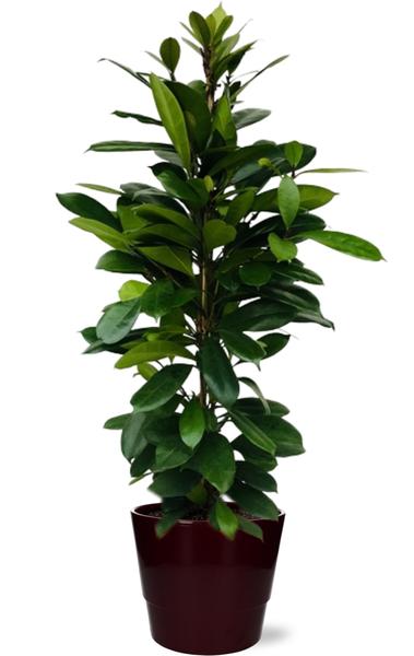 Ficus Cyathistipula – Ø21cm – ↕105cm + Pot Basic D22x19cm – Bordeaux