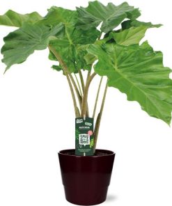 Alocasia Portodora – Ø21cm – ↕80cm + Pot Basic D22x19cm – Bordeaux