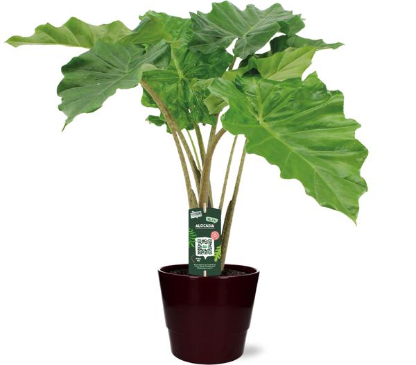 Alocasia Portodora – Ø21cm – ↕80cm + Pot Basic D22x19cm – Bordeaux