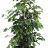 Ficus benjamina Danielle – Ø21cm – ↕95cm + Pot Basic D22x19cm – Bordeaux