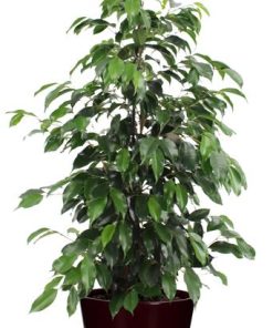 Ficus benjamina Danielle – Ø21cm – ↕95cm + Pot Basic D22x19cm – Bordeaux