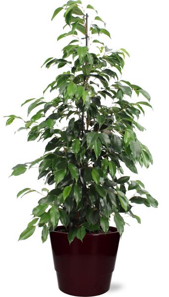 Ficus benjamina Danielle – Ø21cm – ↕95cm + Pot Basic D22x19cm – Bordeaux